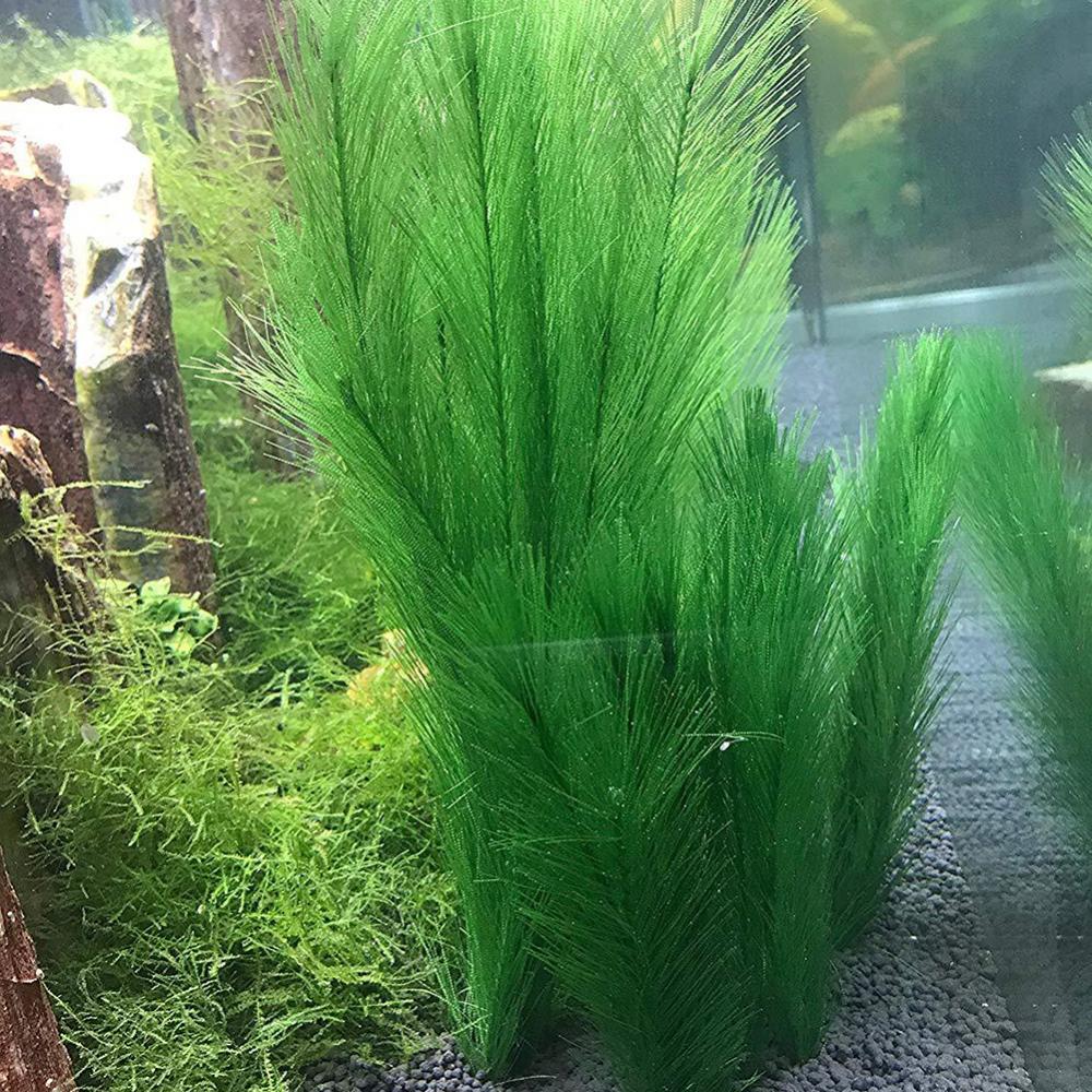 1/3Pcs 28/40cm Aquarium Fish T - Aquarium Plants Live review and price