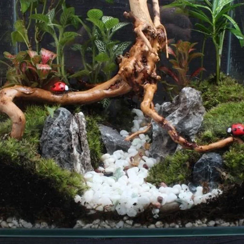 Natural Tree Trunk Driftwood A - Aquarium Plants Live review and price