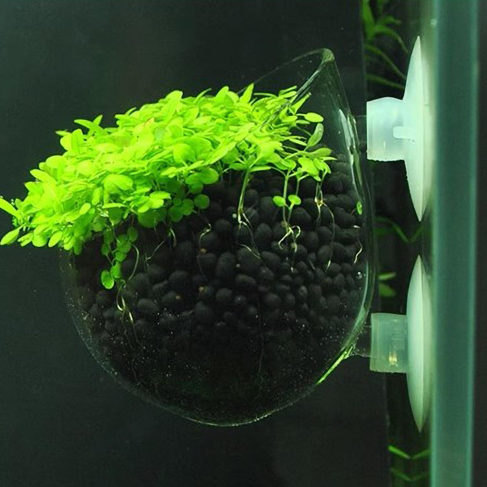 Aquarium Plant Holder Glass Aq - Aquarium Plants Live review and price