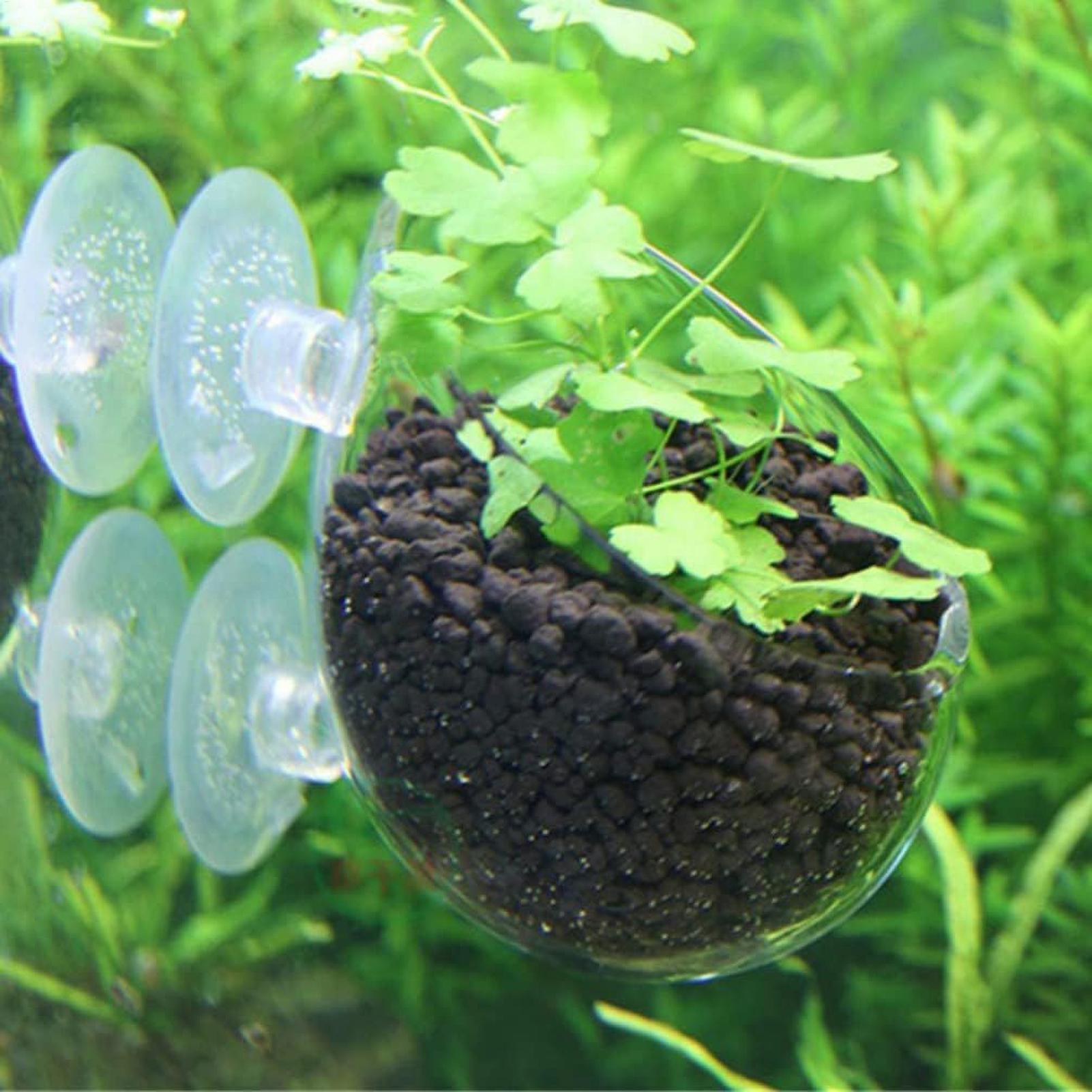 Aquarium Plant Holder Glass Aq - Aquarium Plants Live review and price