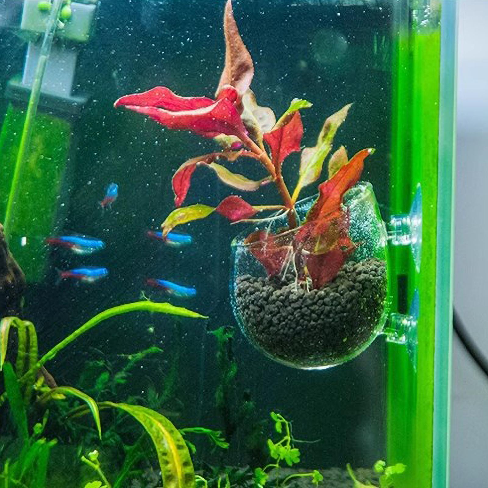 Aquarium Plant Holder Glass Aq - Aquarium Plants Live review and price