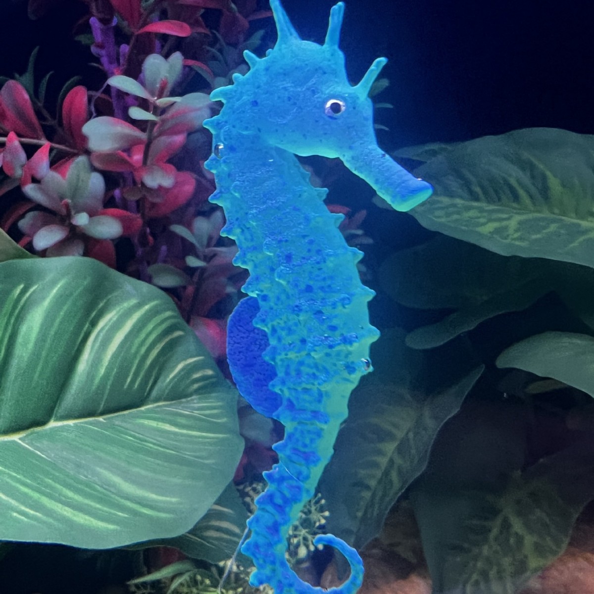 Simulated Luminous Seahorse Fi - Aquarium Plant Substrate review and price