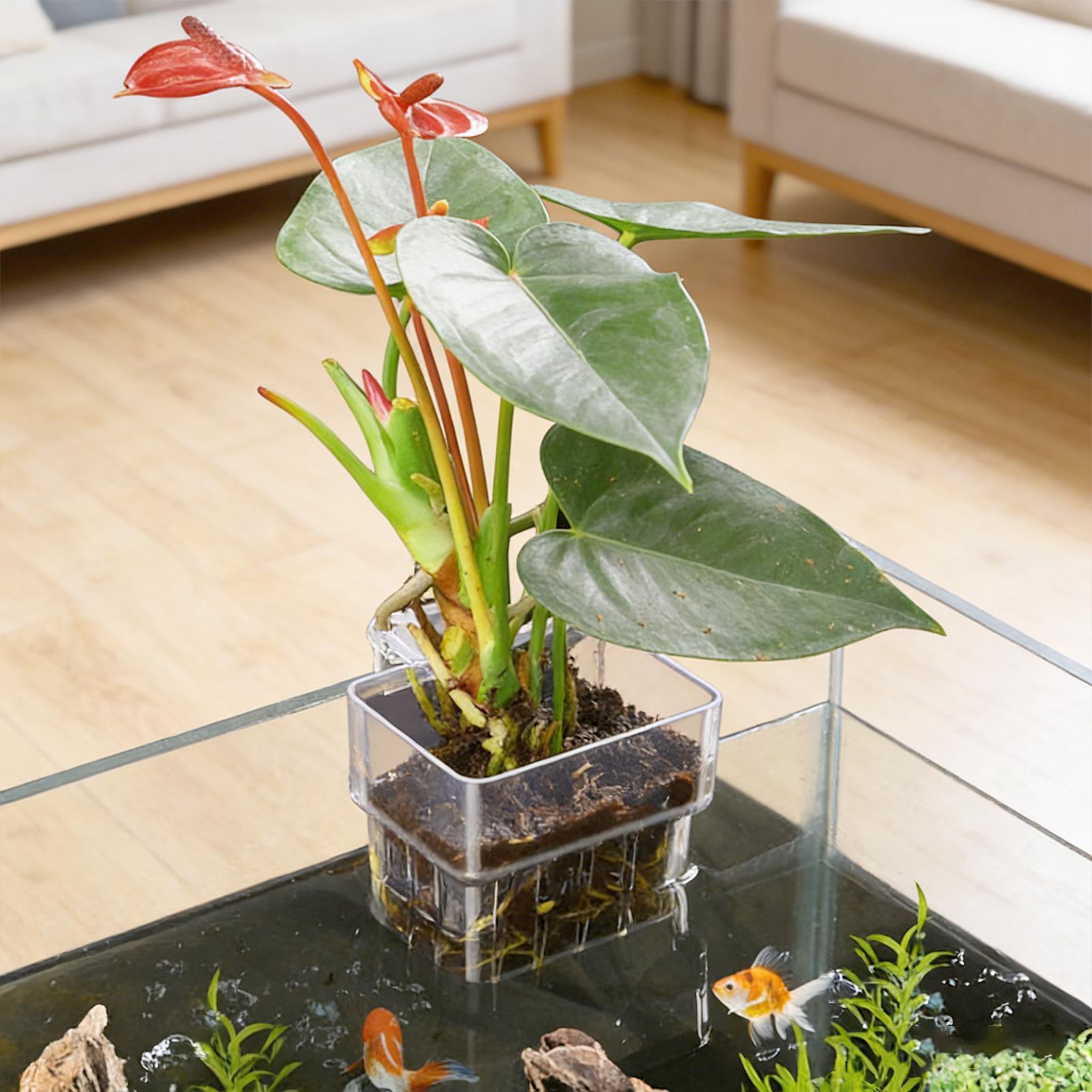 Aquarium Plant Basket Transpar - Aquarium Plants Live review and price