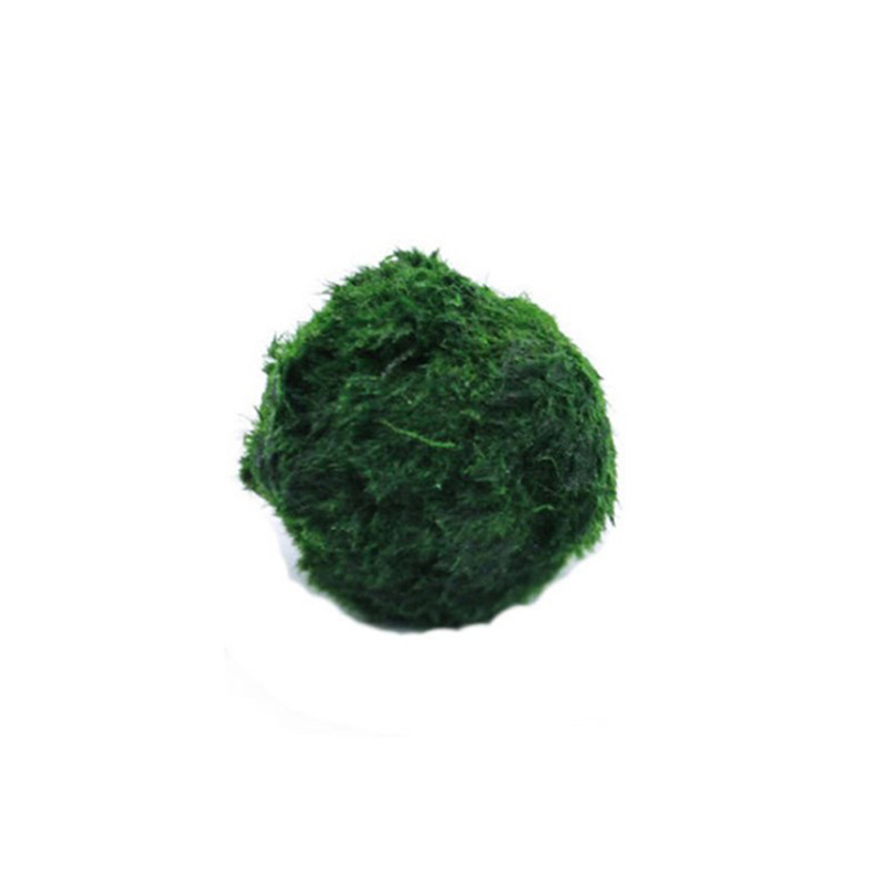 Marimo Moss Balls Live Aquariu - Live Plant Aquarium review and price