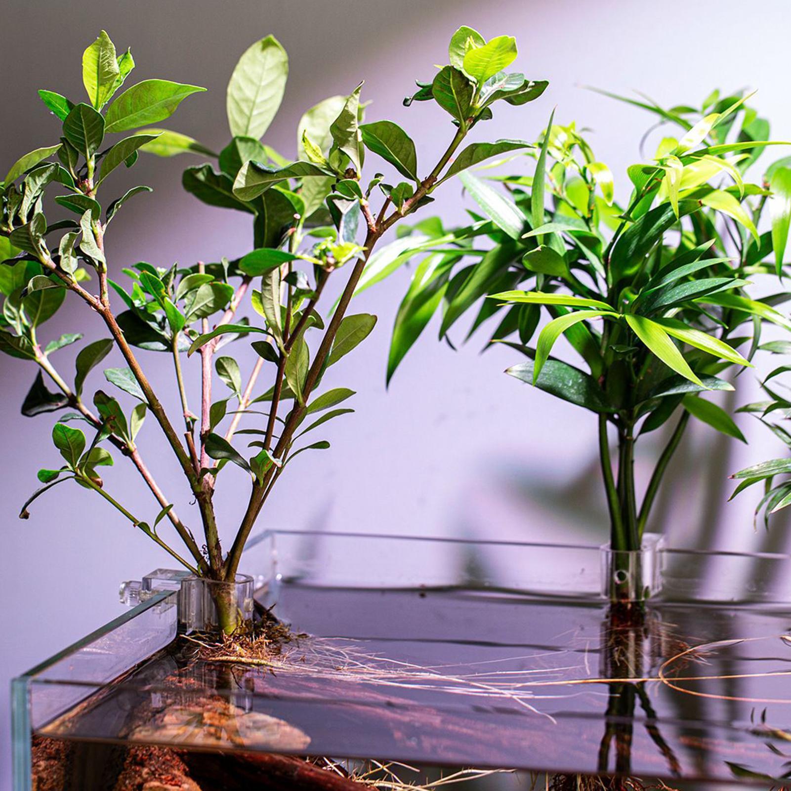 6pcs Aquarium Plant Holders Cl - Aquarium Plants Live review and price