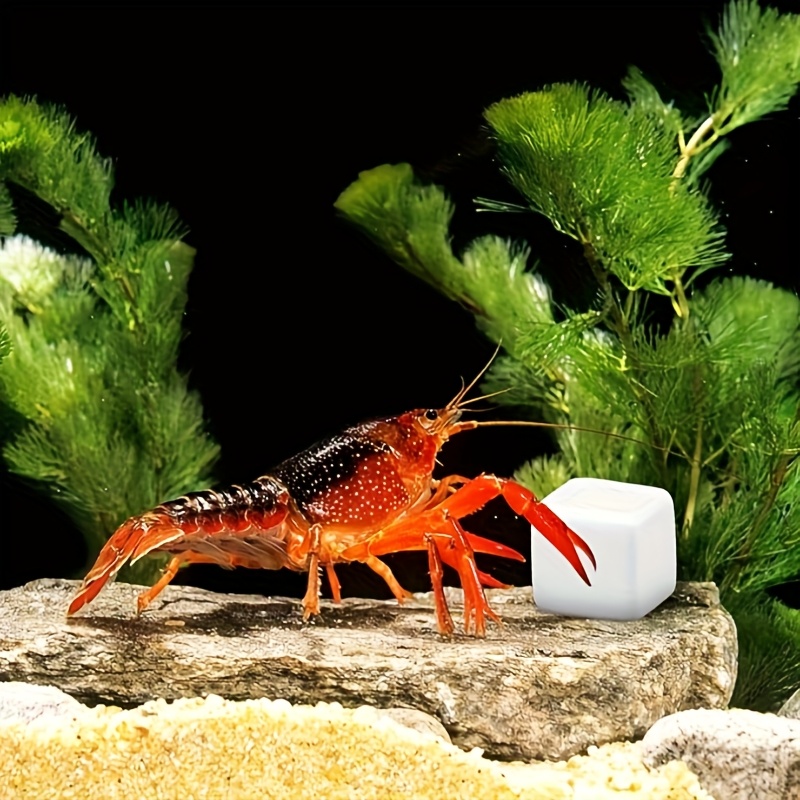 6 Pcs Fish Tank Calcium Block  - Aquarium Plants Live review and price